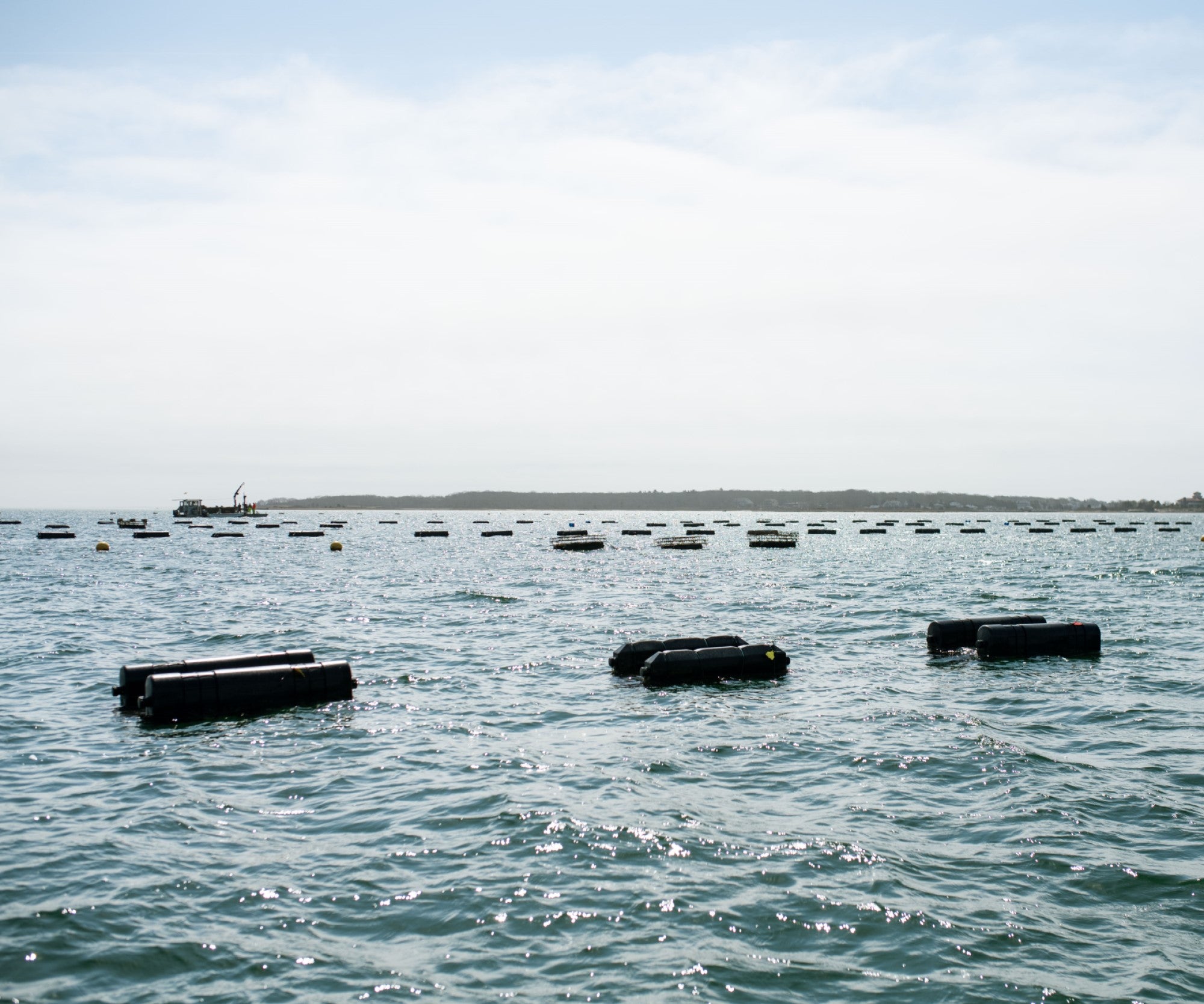 West Island Oysters from Nasketucket Bay, MA