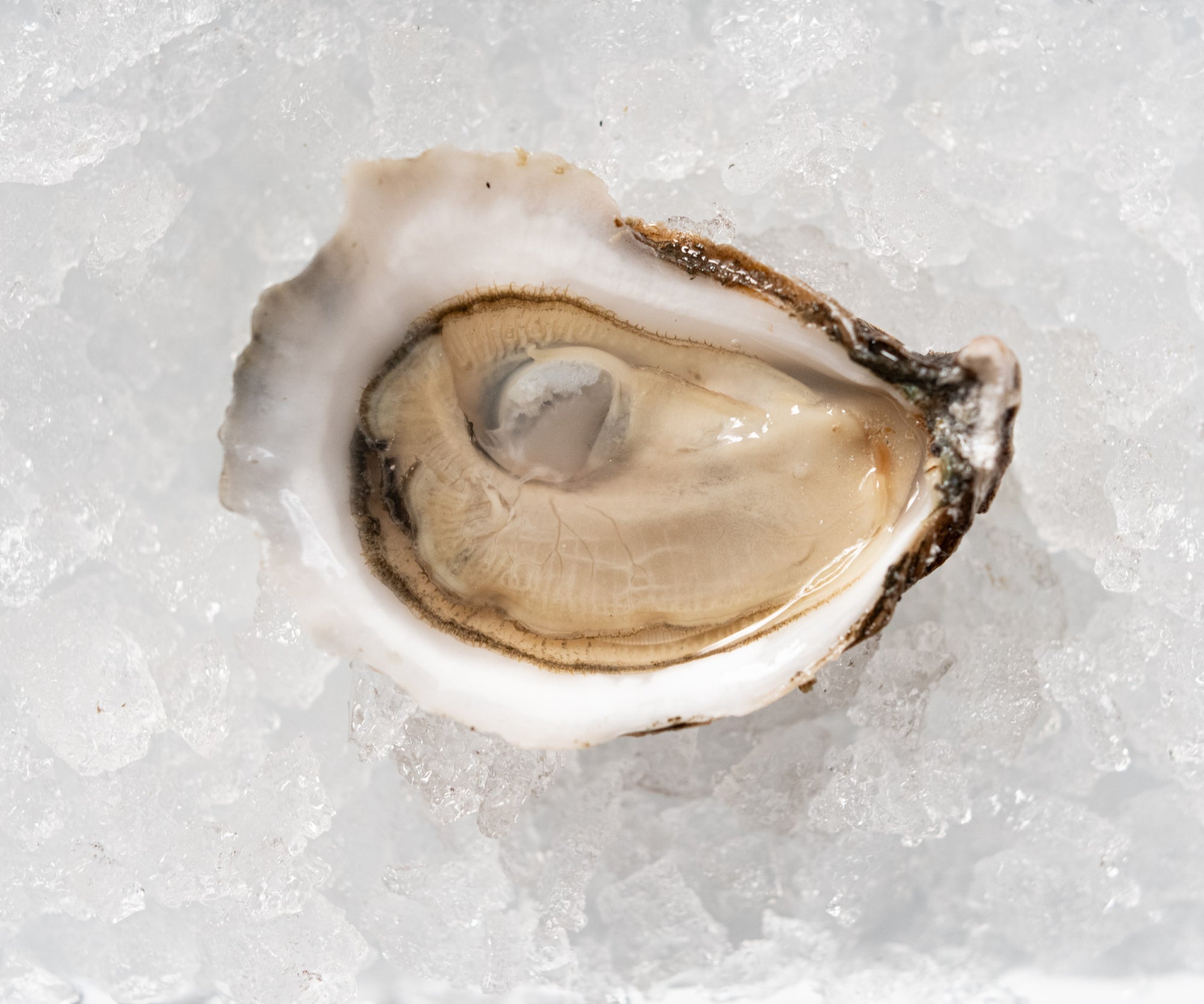 Walrus & Carpenter Oysters from Jamestown, RI