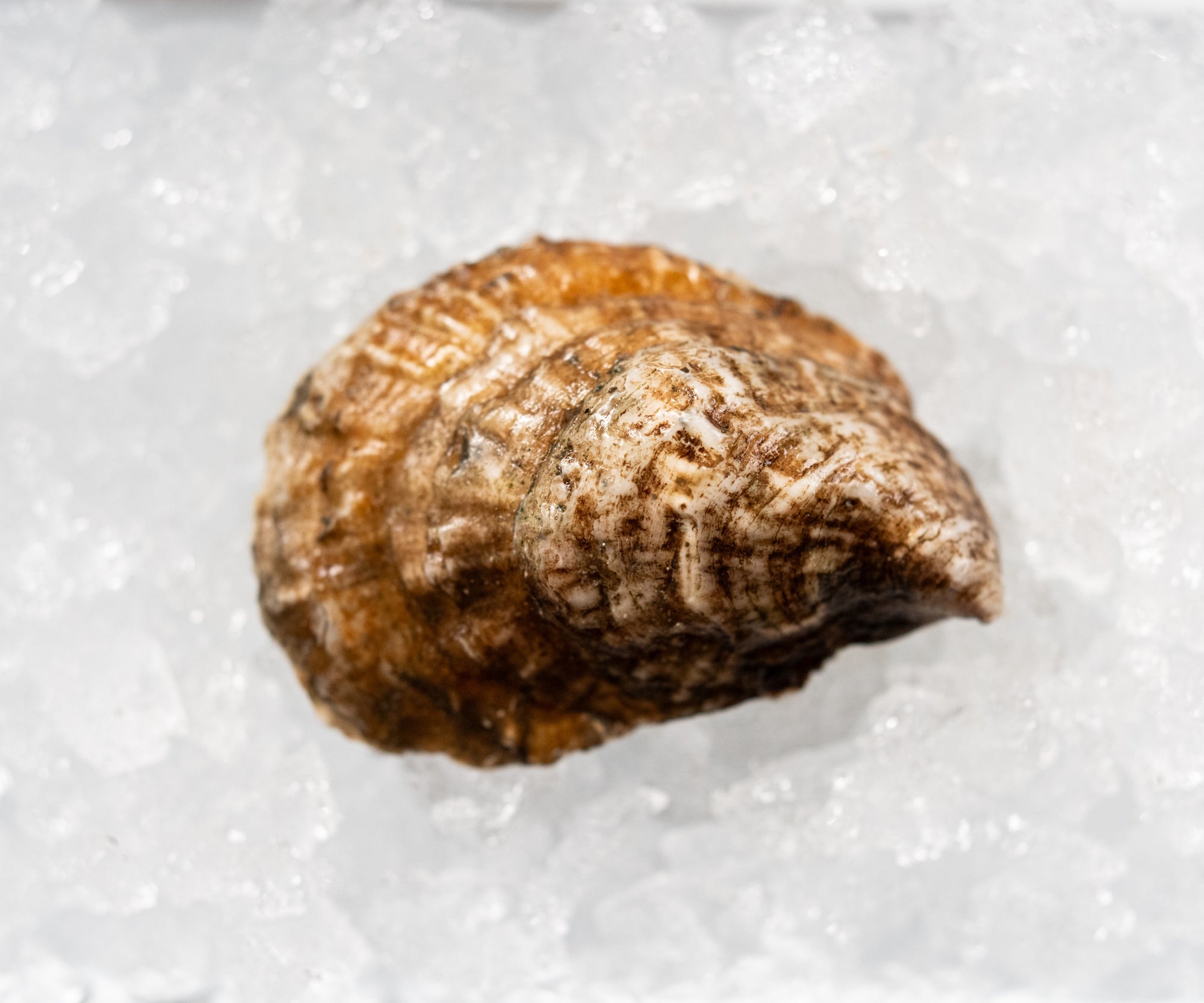 Walrus & Carpenter Oysters from Jamestown, RI