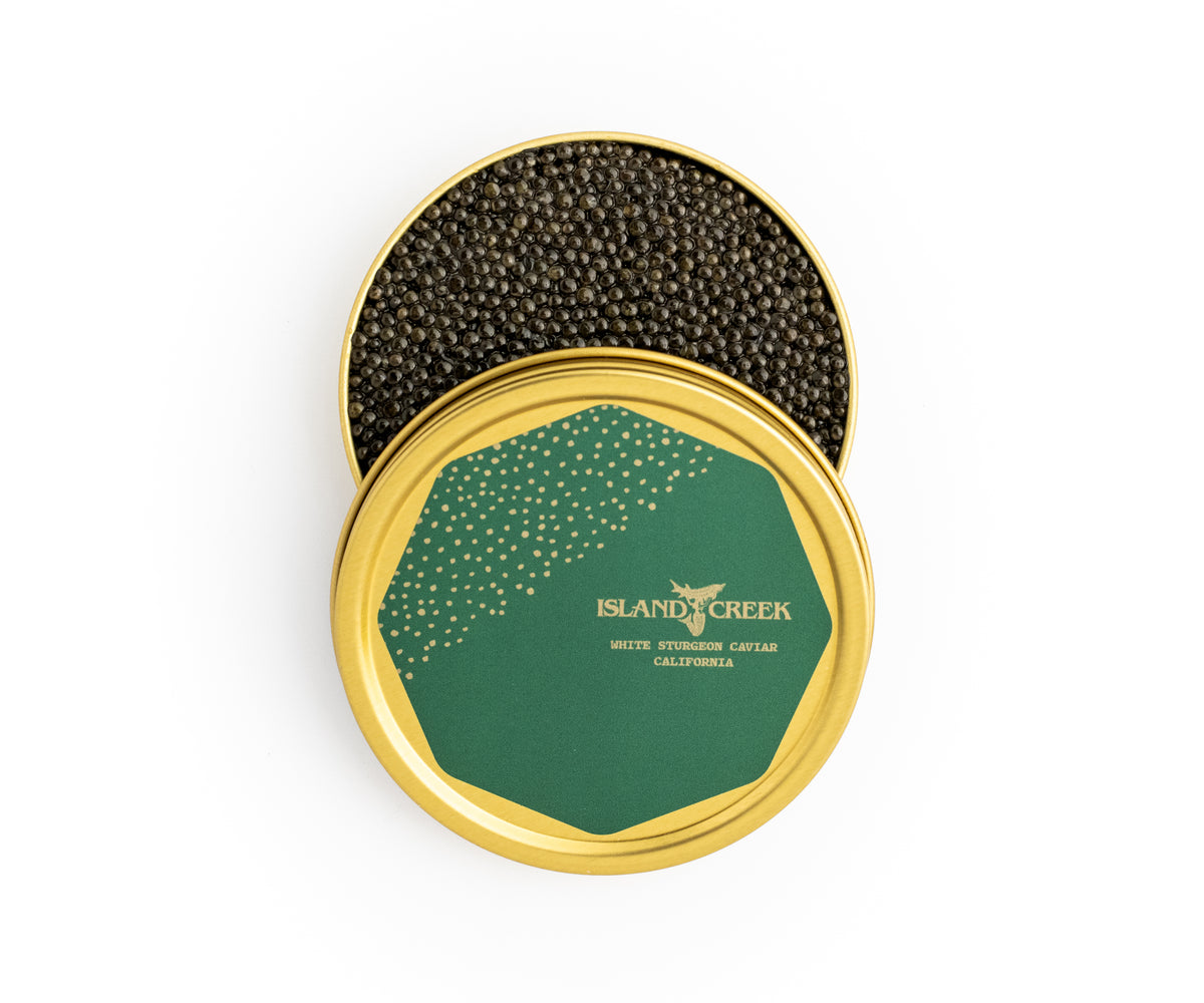 Caviar white sturgeon california