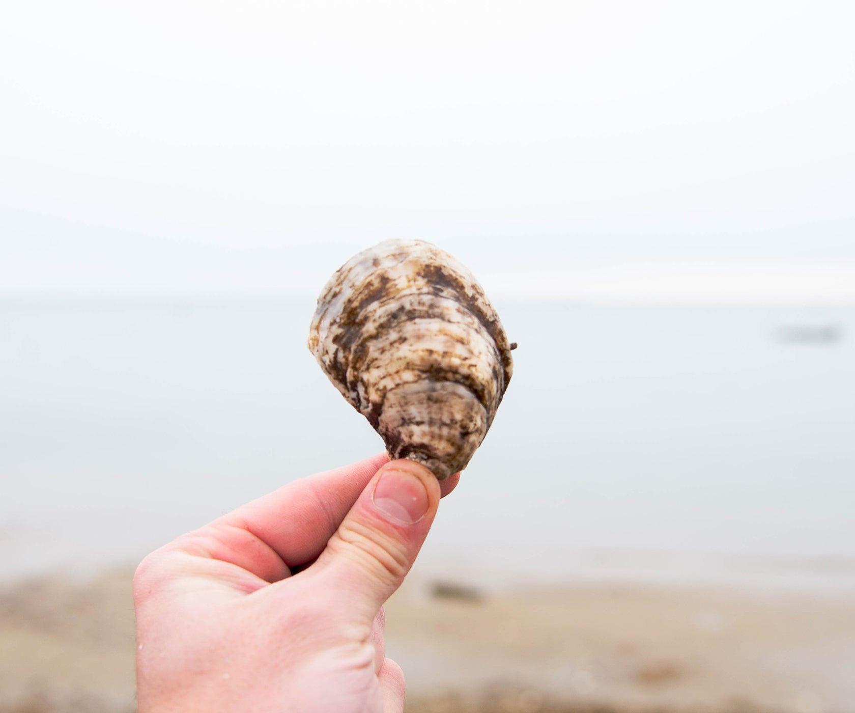 Salt Bay Oysters from Nova Scotia, CAN