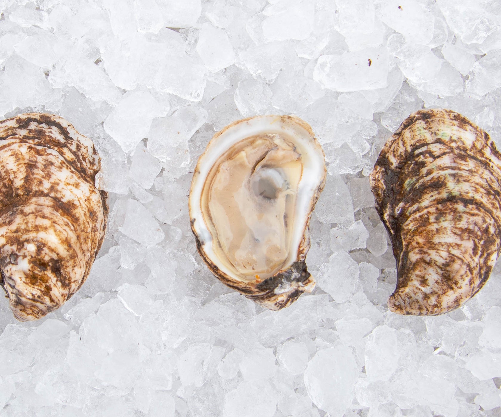 Salt Bay Oysters from Nova Scotia, CAN