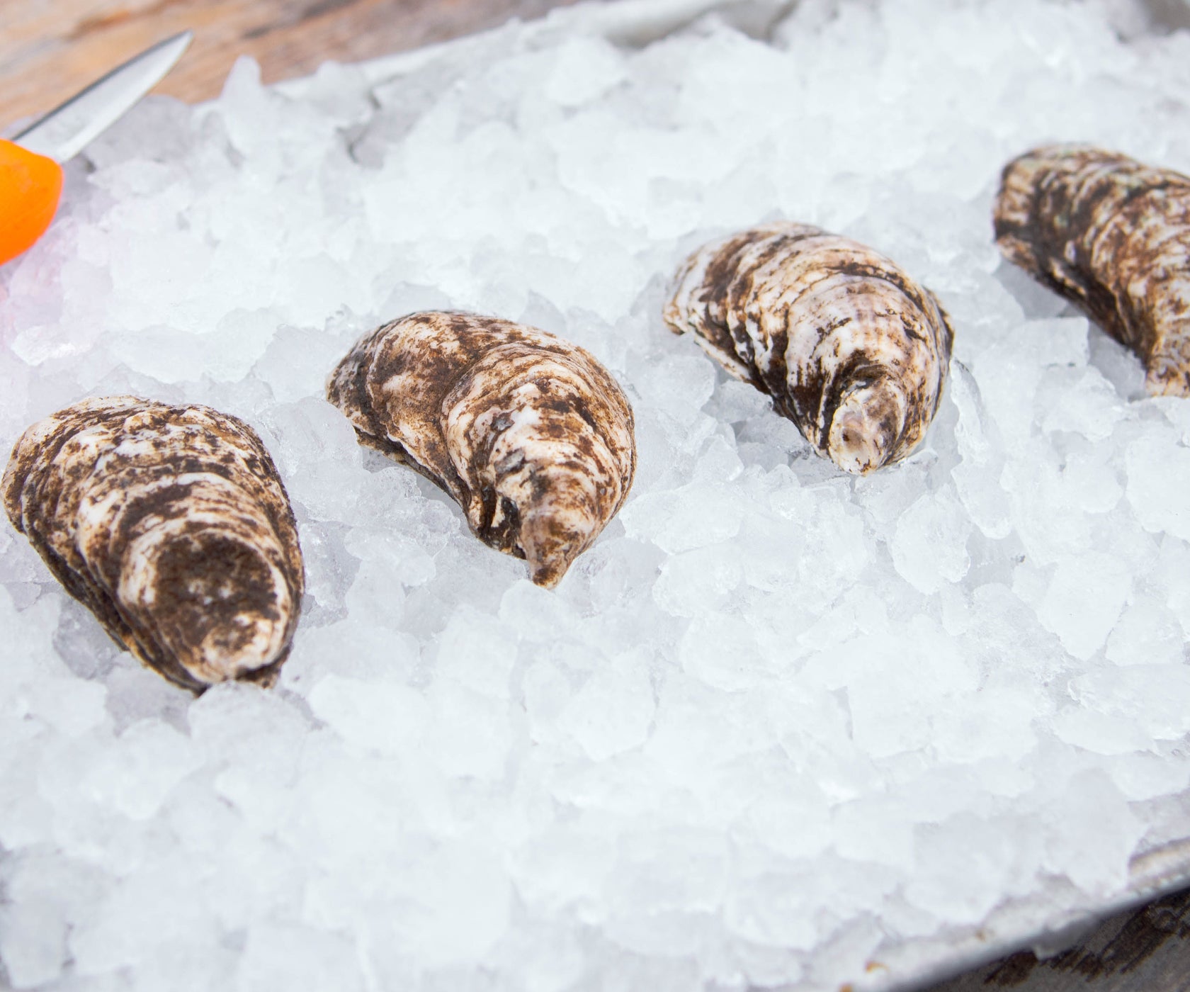 Salt Bay Oysters from Nova Scotia, CAN