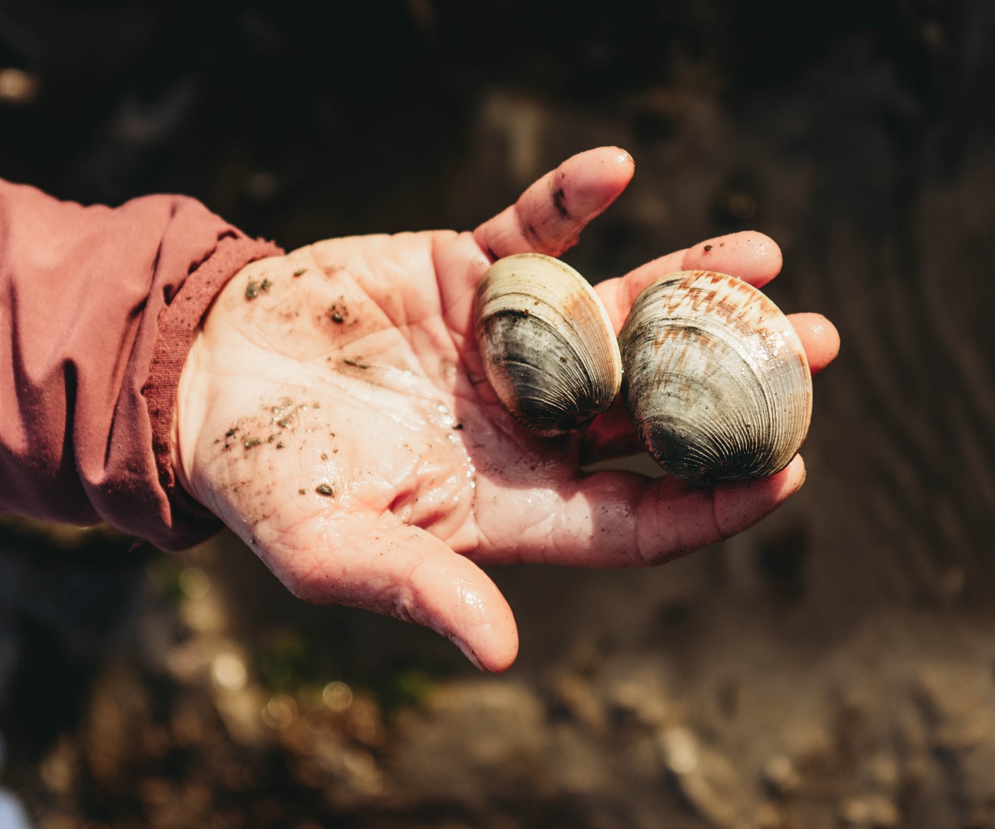 The Half & Half (50 Oysters and 50 Littleneck Clams)