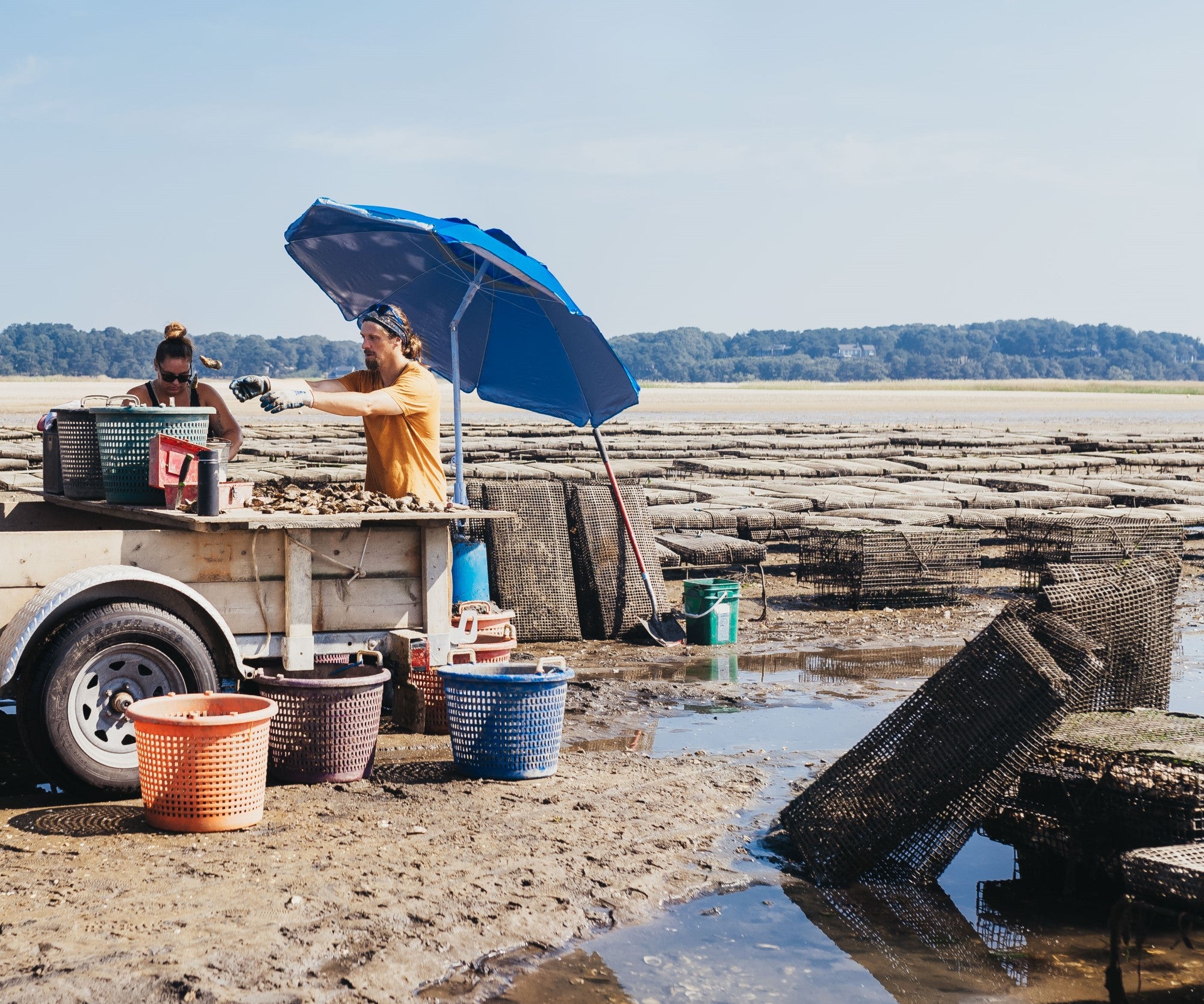 Wellfleet Oysters from Wellfleet, MA
