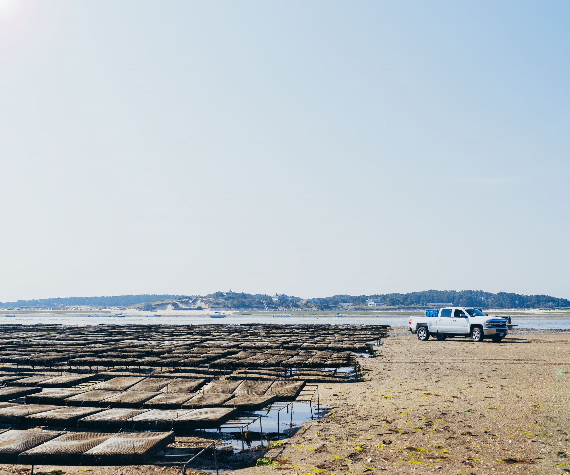 Wellfleet Oysters from Wellfleet, MA