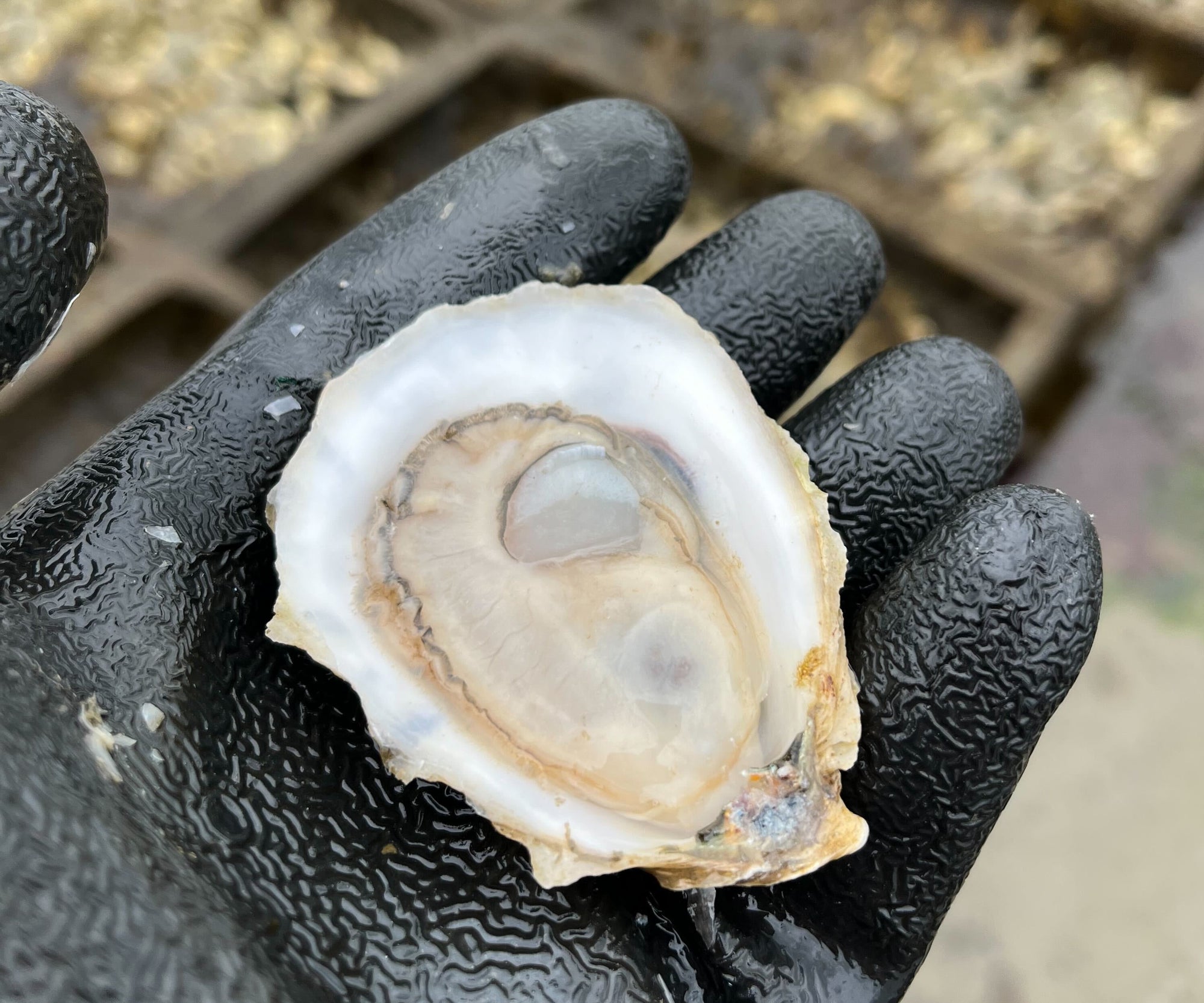 Honeydrop Oysters from Duxbury, MA