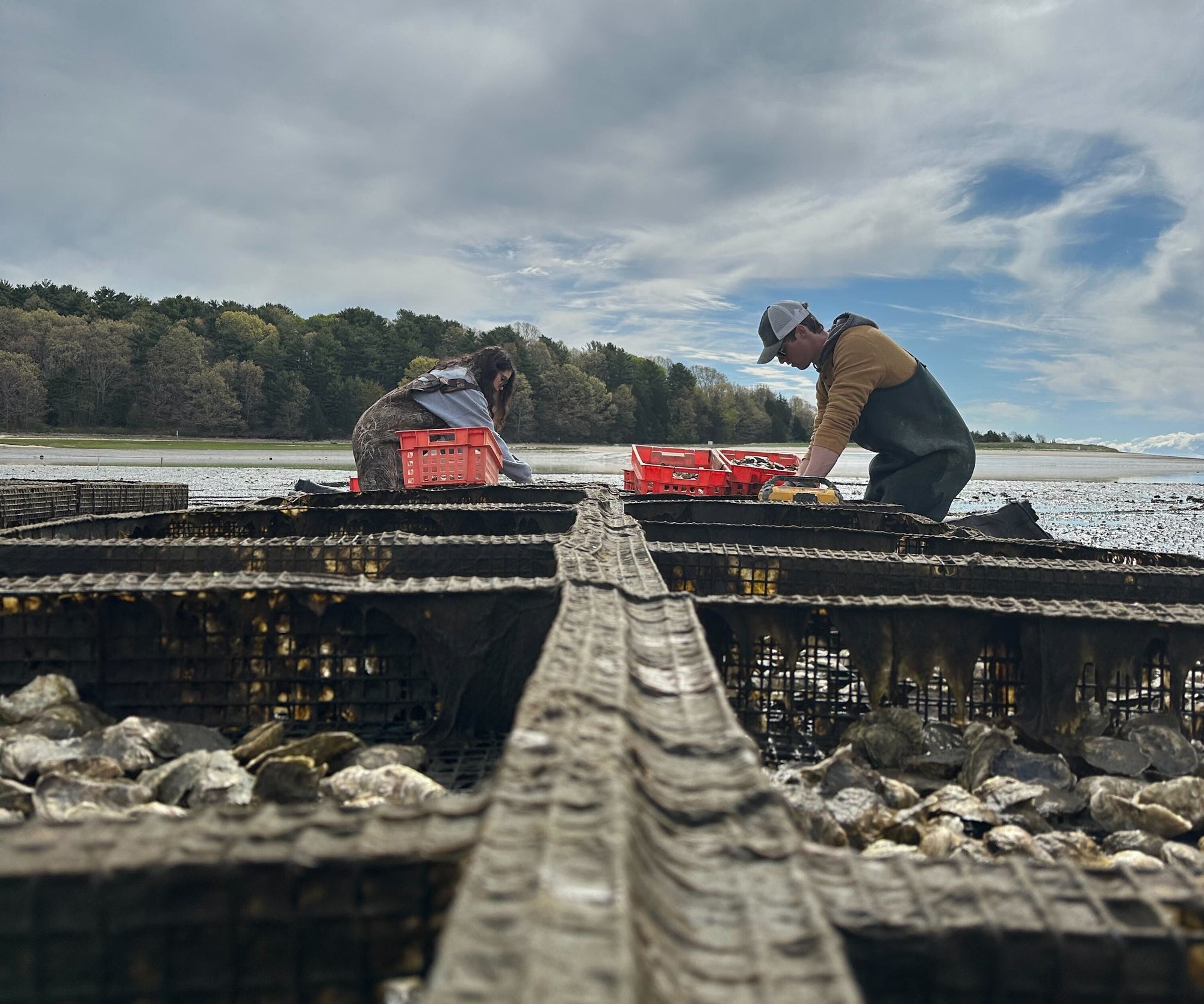 Honeydrop Oysters from Duxbury, MA