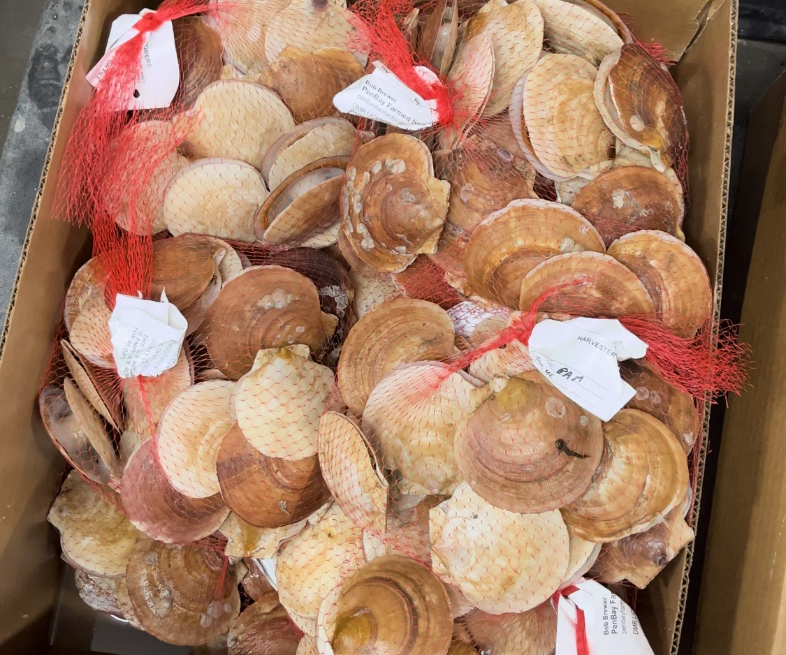 Live Sea Scallops from Penobscot Bay, ME
