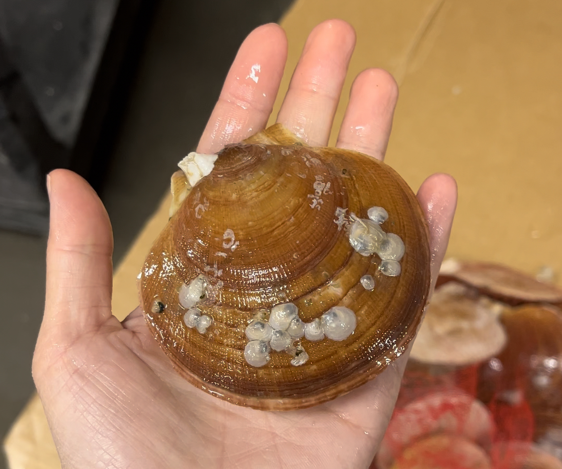 Live Sea Scallops from Penobscot Bay, ME