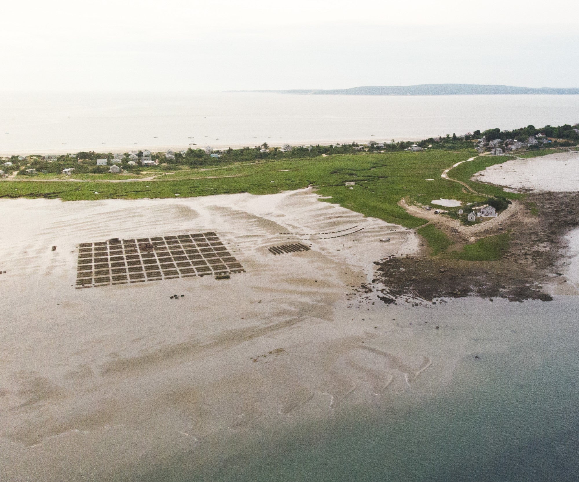 Aunt Dotty Oysters from Saquish, MA