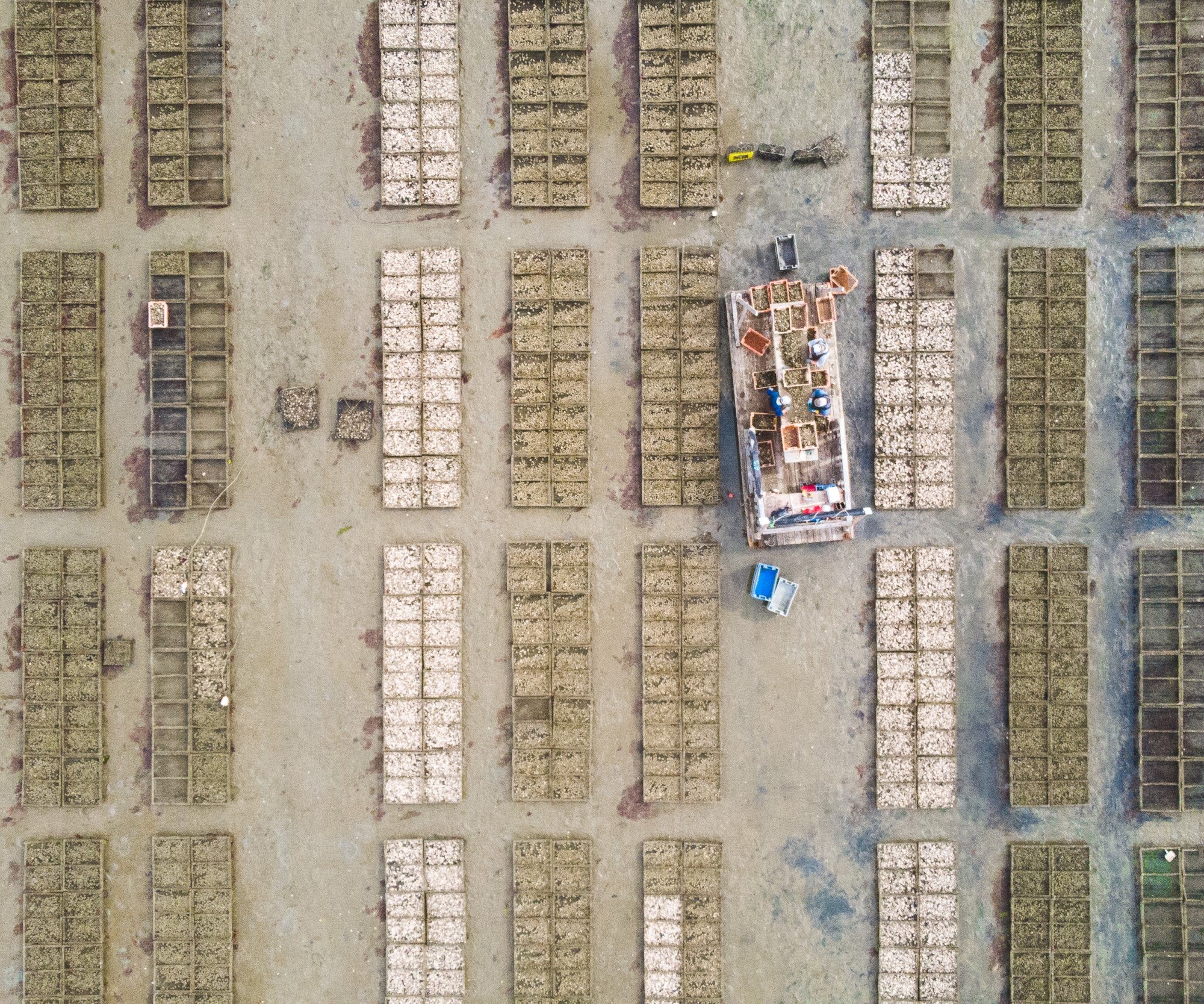 Aunt Dotty Oysters from Saquish, MA