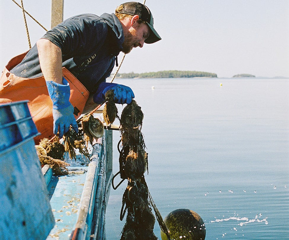 Live Sea Scallops from Penobscot Bay, ME