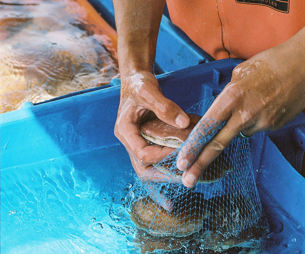 Live Sea Scallops from Penobscot Bay, ME