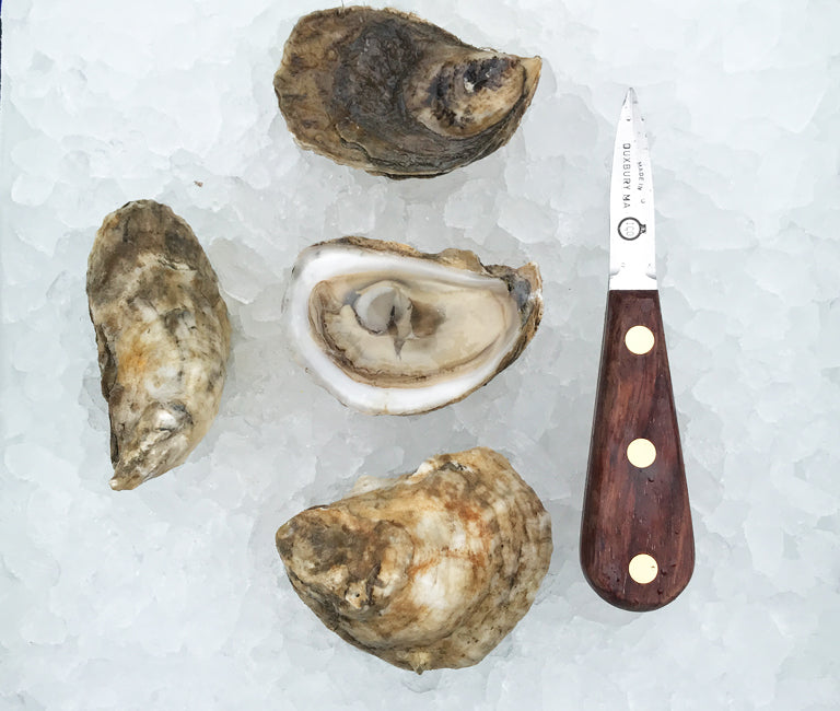 Norumbega Oysters from Damariscotta, ME