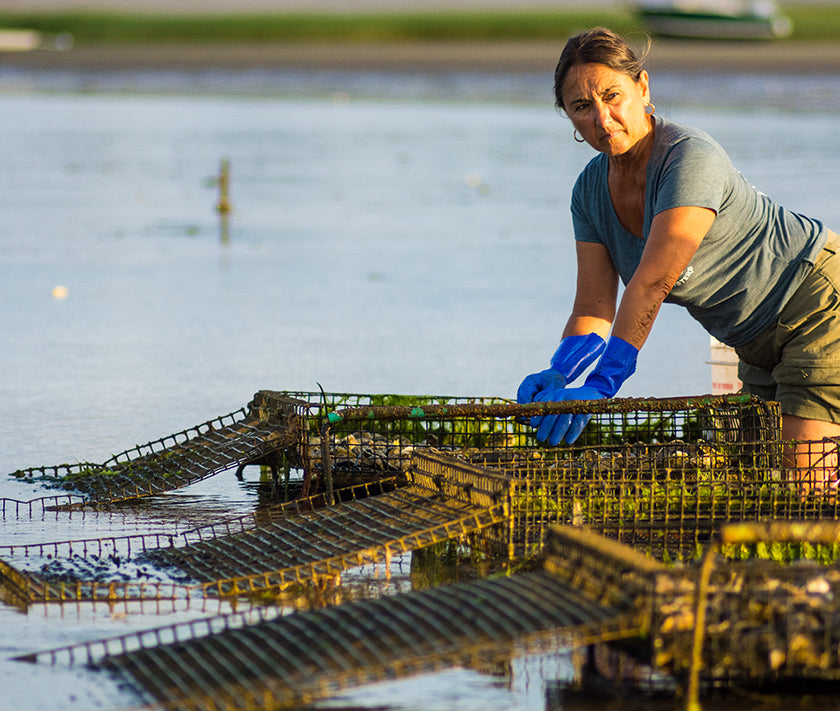 Mants Landing Oysters from Brewster, MA