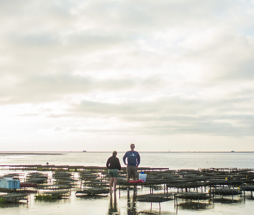 Mants Landing Oysters from Brewster, MA