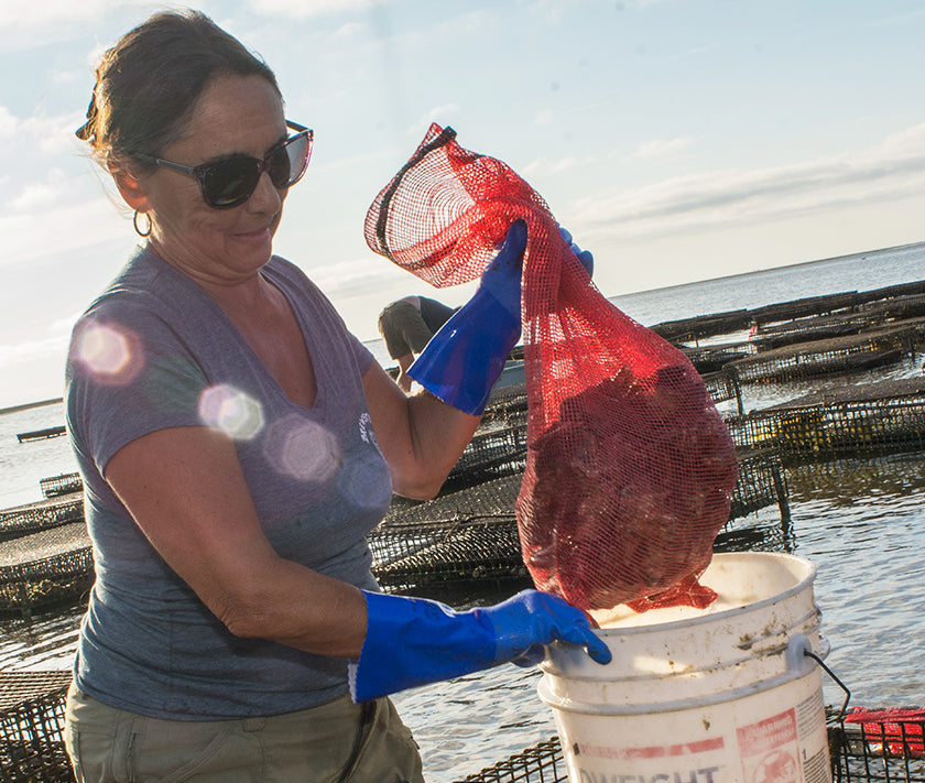 Mants Landing Oysters from Brewster, MA