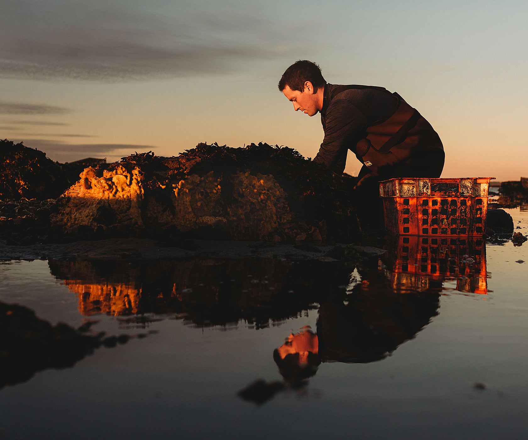 Aunt Dotty Oysters from Saquish, MA