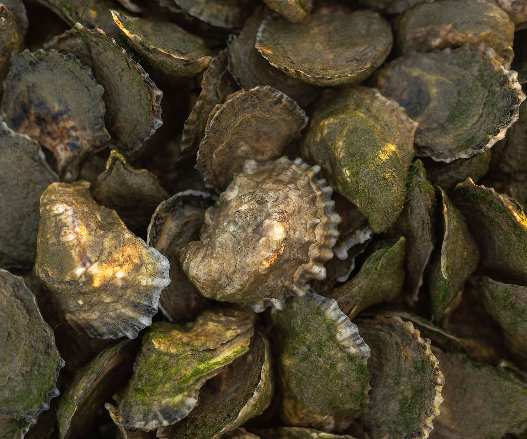 Aunt Dotty Oysters from Saquish, MA