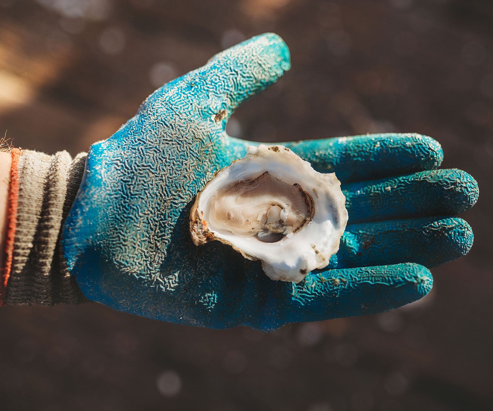 Aunt Dotty Oysters from Saquish, MA