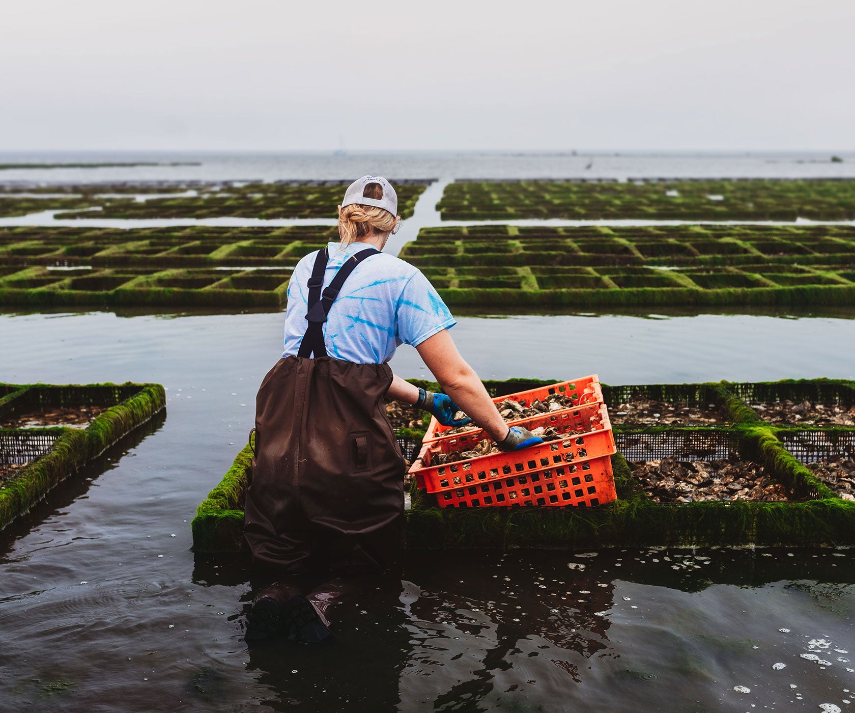 Oysters Online
