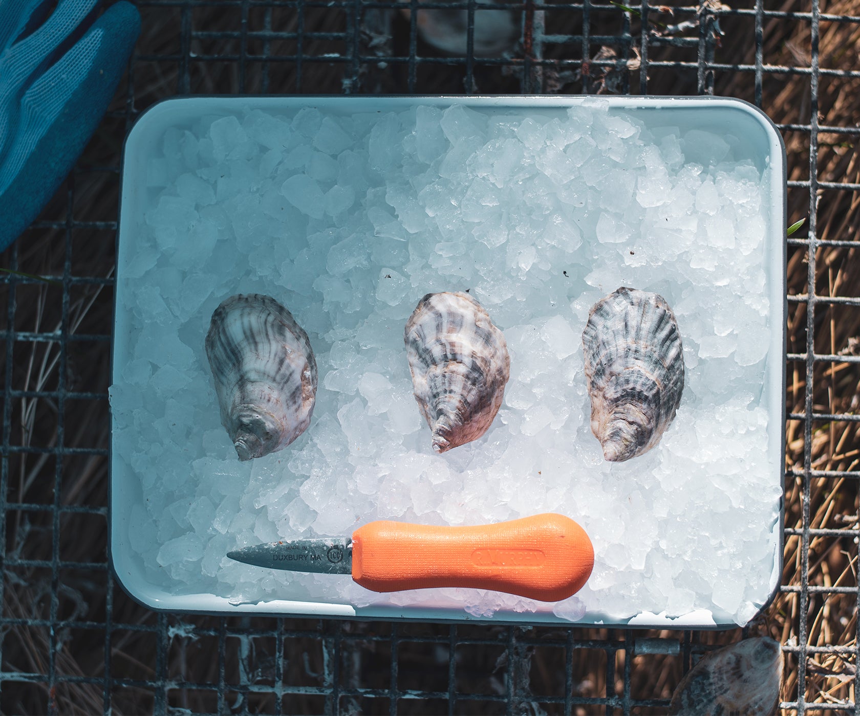 Aphrodite Oysters from South Thomaston, ME