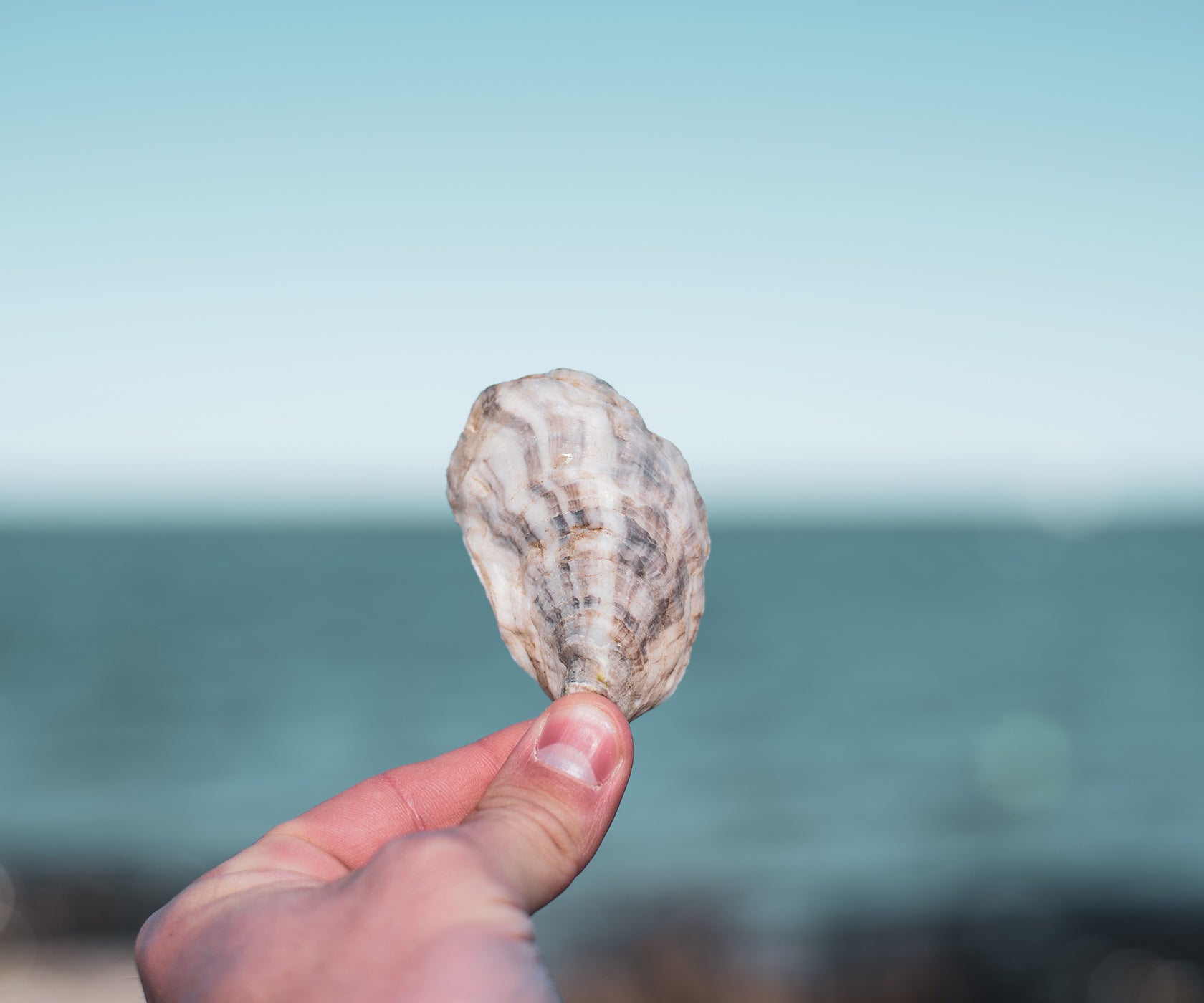 Aphrodite Oysters from South Thomaston, ME