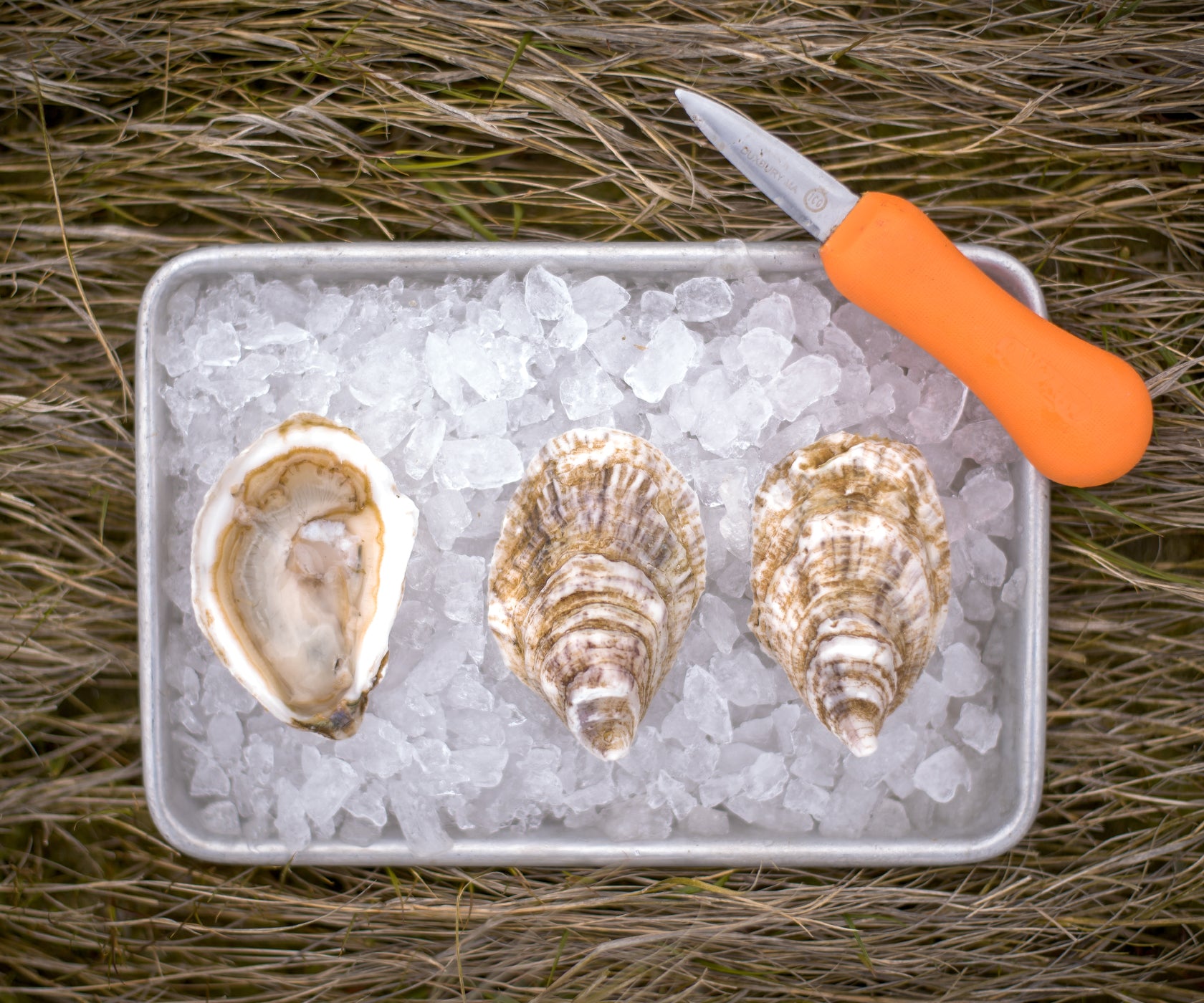 Bass Point Oysters from Nantucket, MA