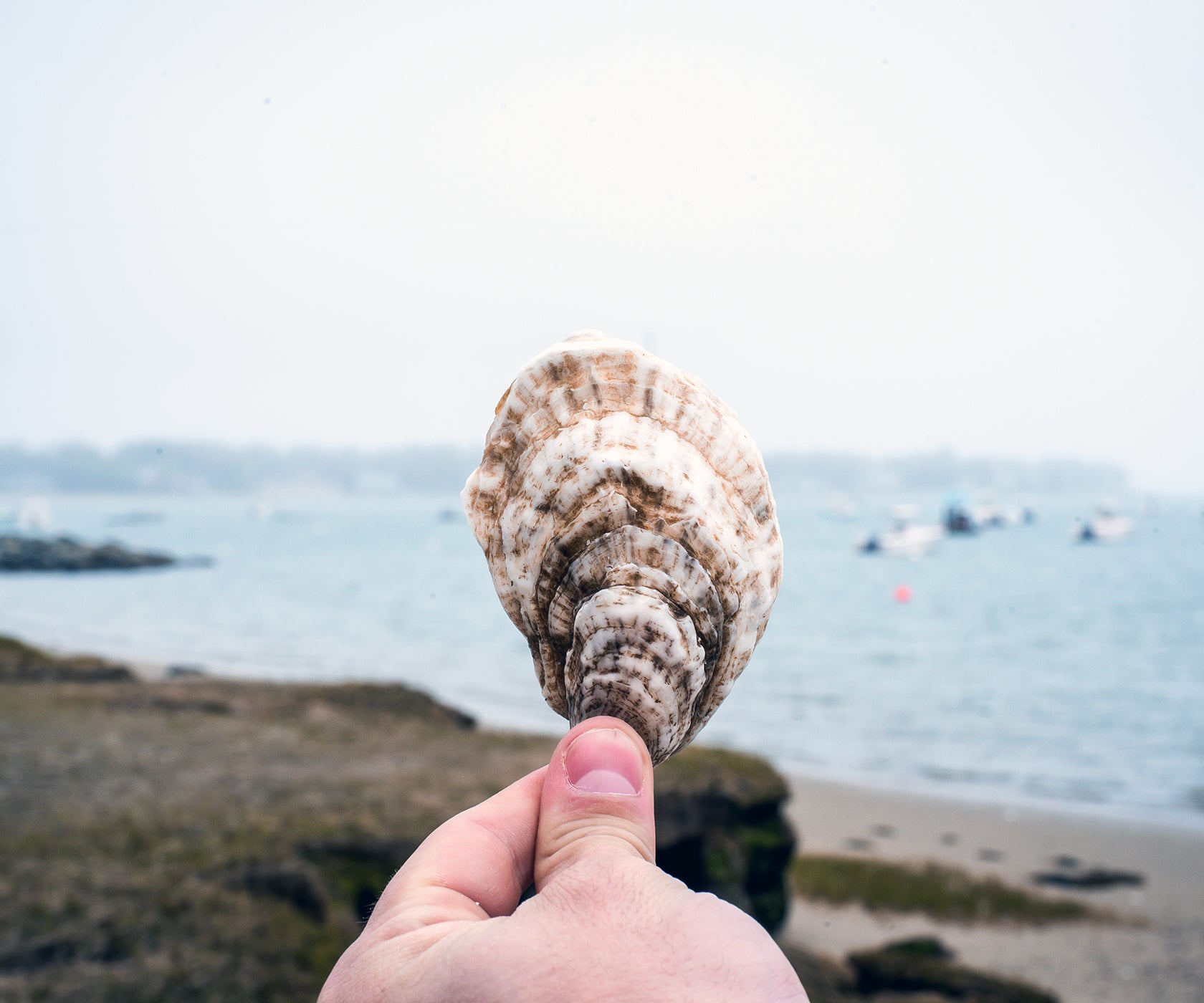Bass Point Oysters from Nantucket, MA