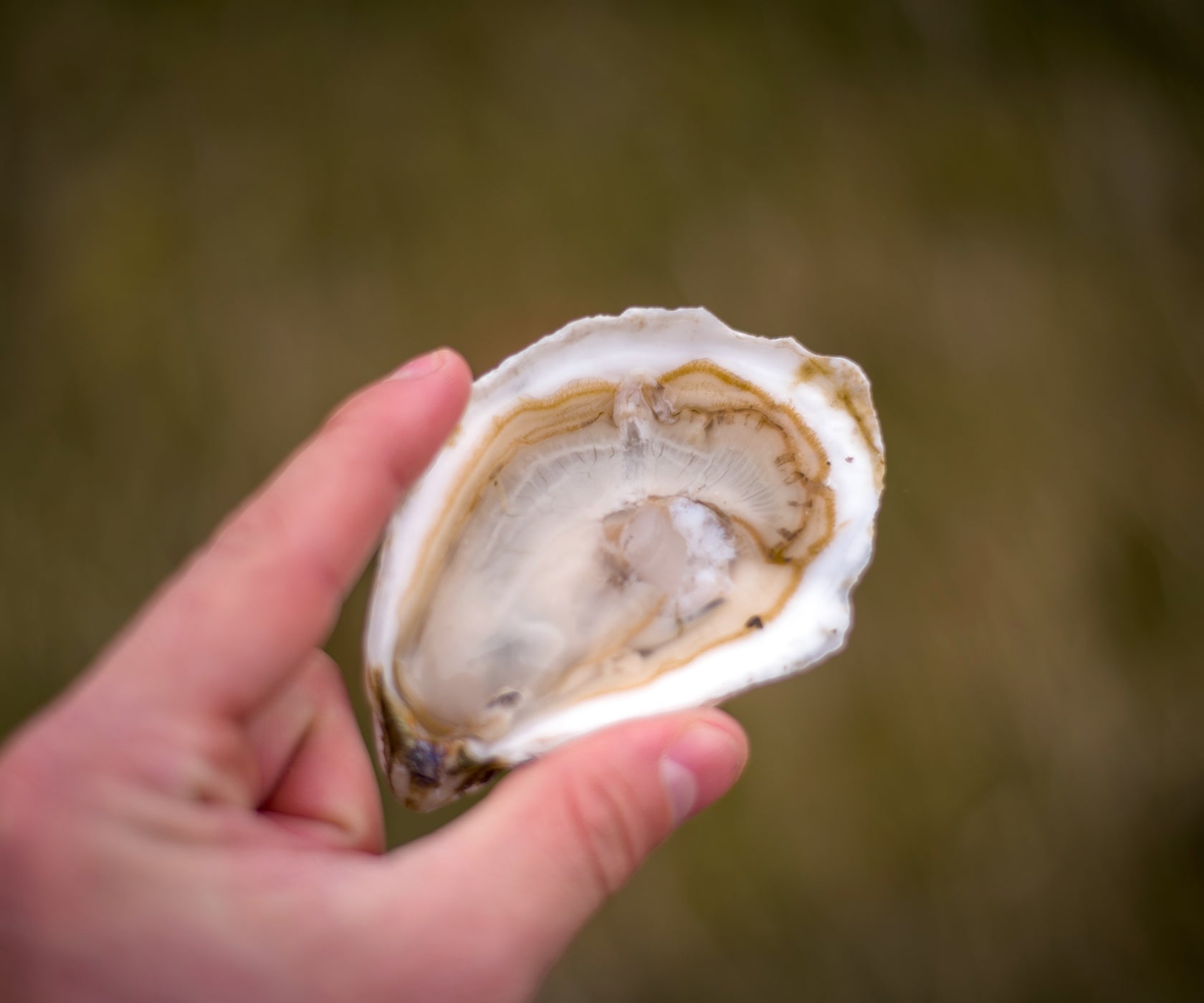 Bass Point Oysters from Nantucket, MA