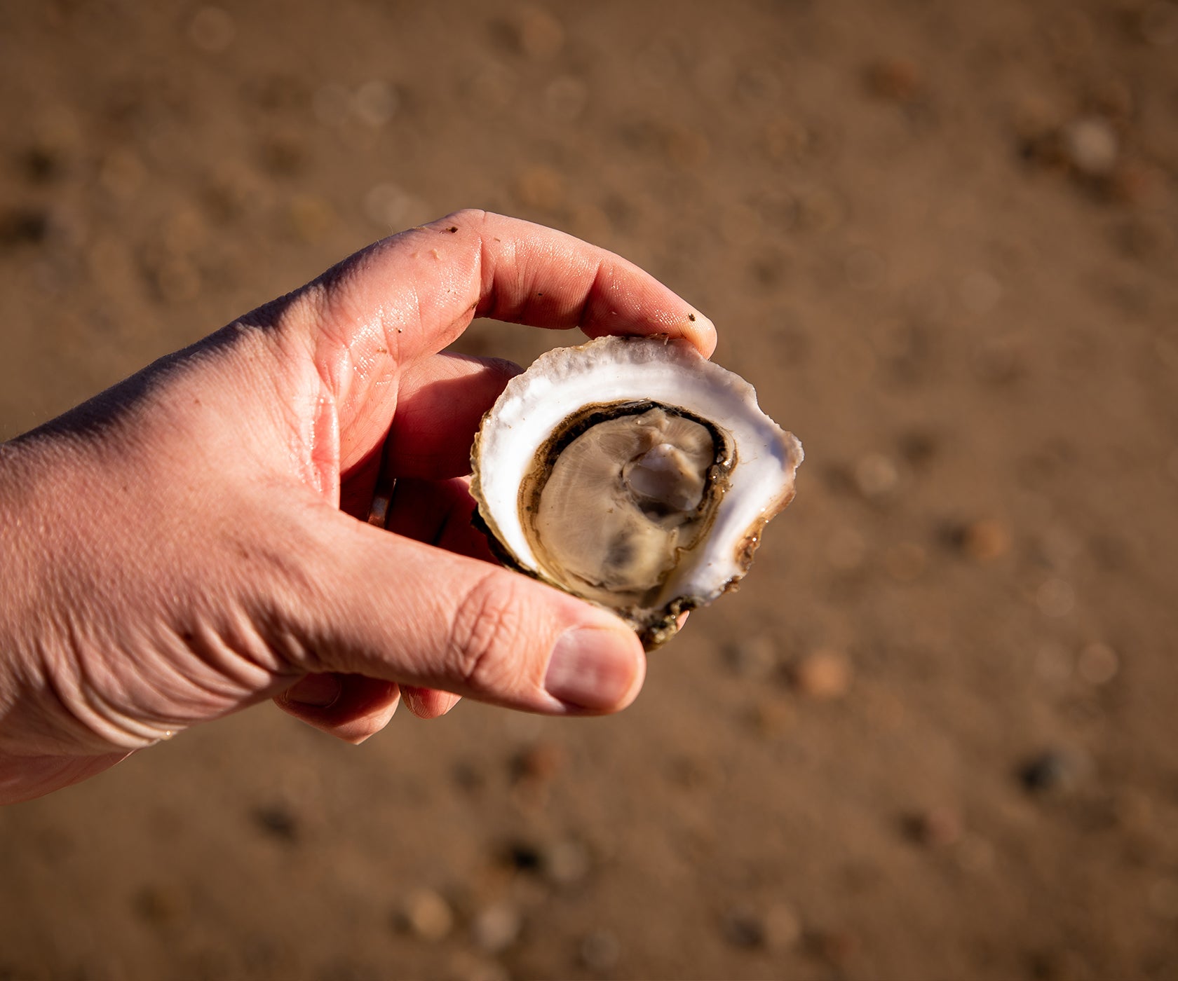 Breakwater Oysters from Portsmouth, RI
