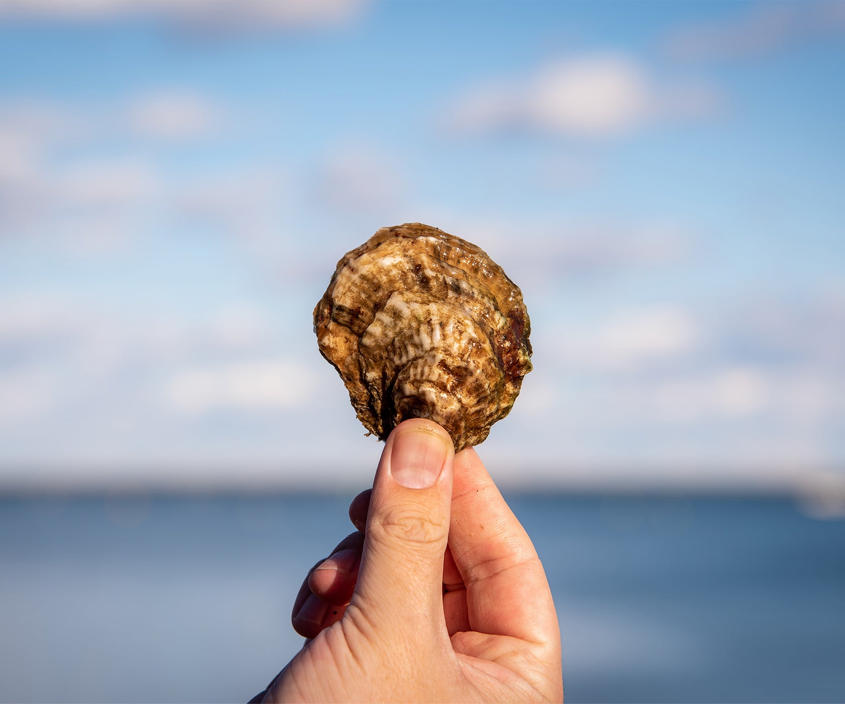 Breakwater Oysters from Portsmouth, RI