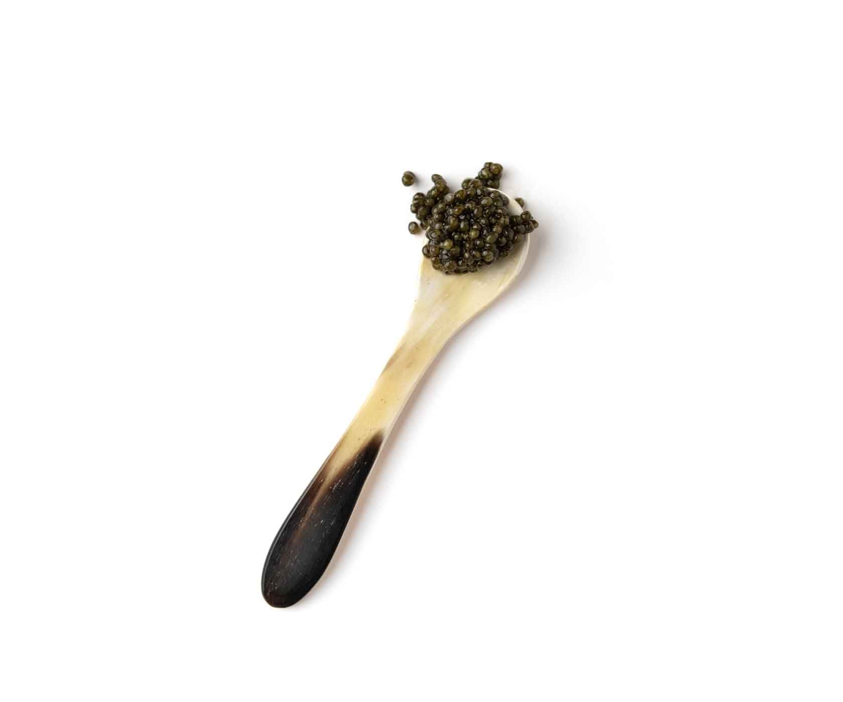 Caviar Horn Spoon