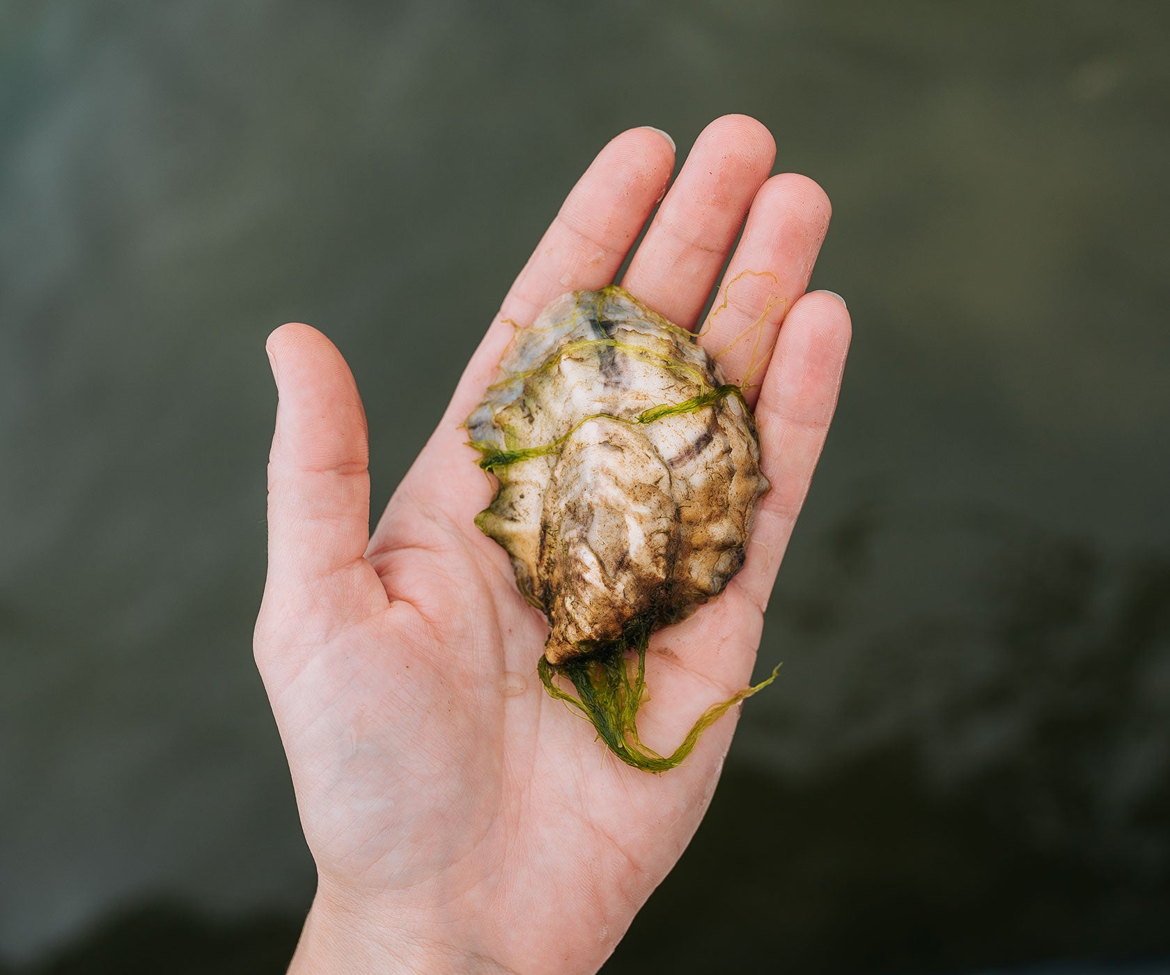 Row 34 Oysters from Duxbury, MA