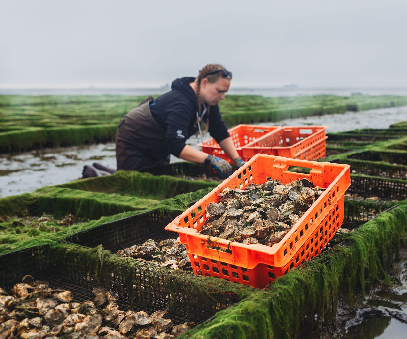 Row 34 Oysters from Duxbury, MA
