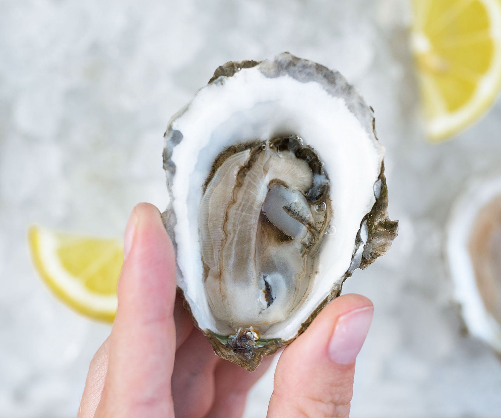 Row 34 Oysters from Duxbury, MA