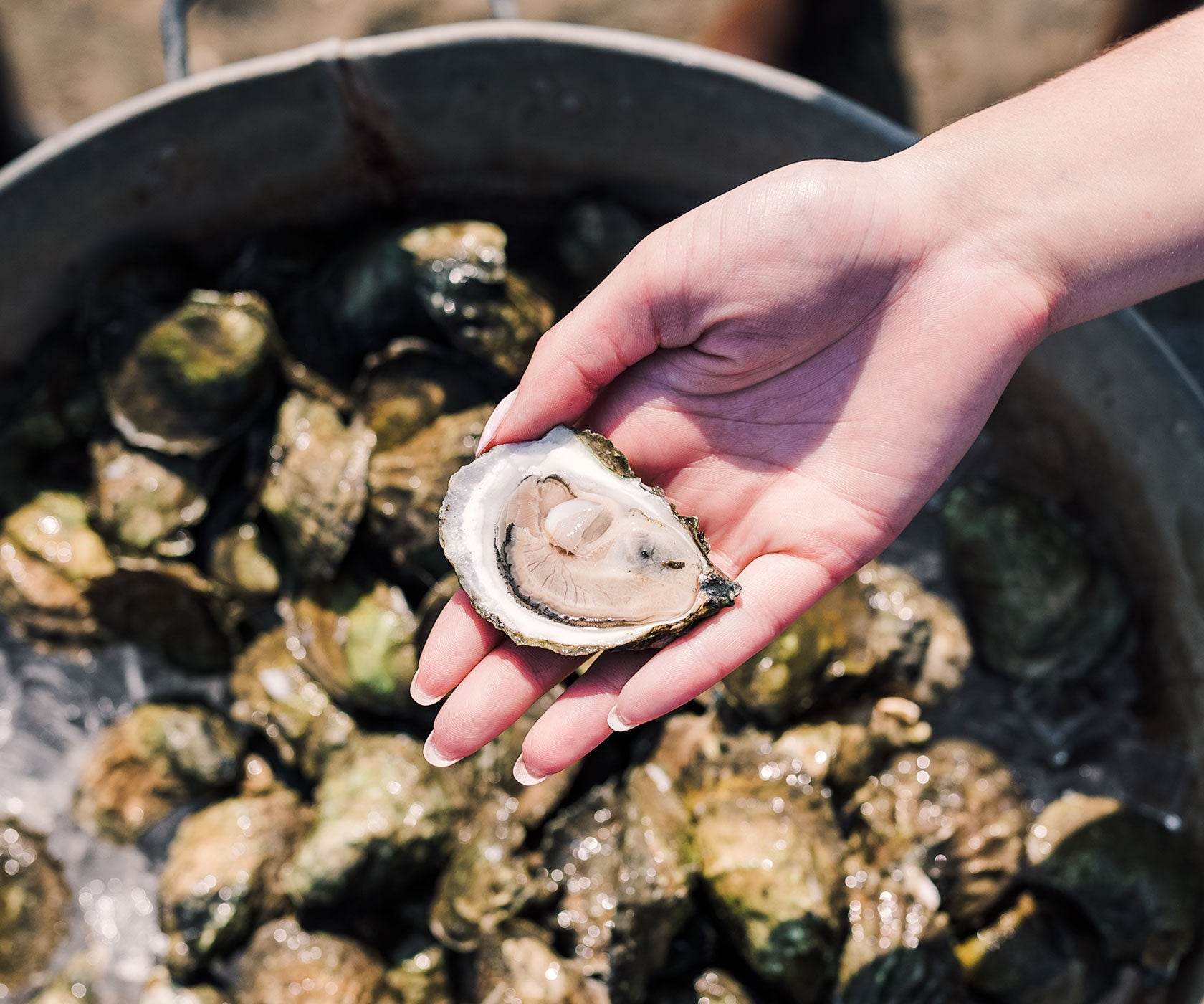 Wellfleet Oysters from Wellfleet, MA