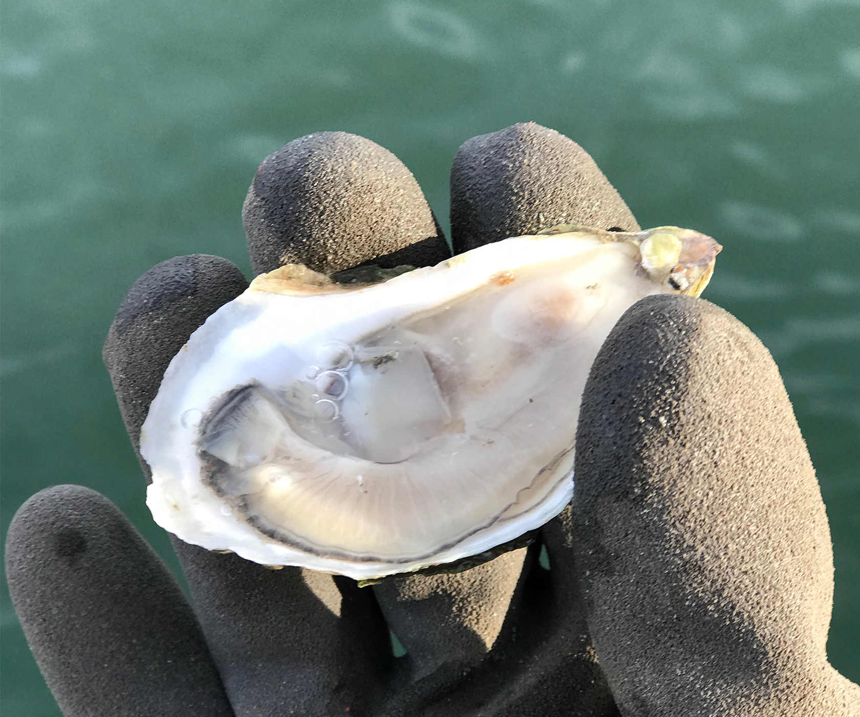 Abigail Pearl Oysters from Scarborough, ME