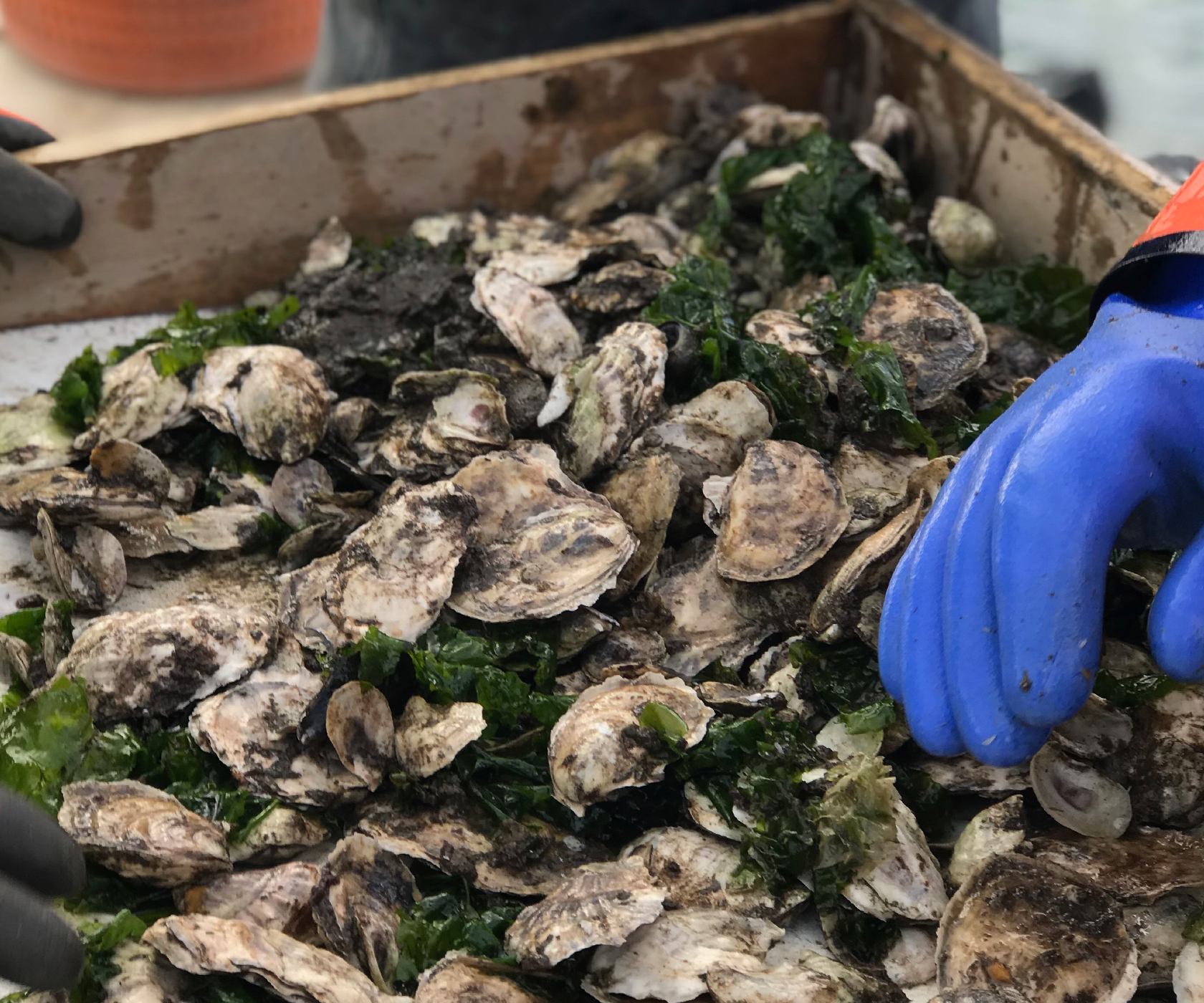 Abigail Pearl Oysters from Scarborough, ME