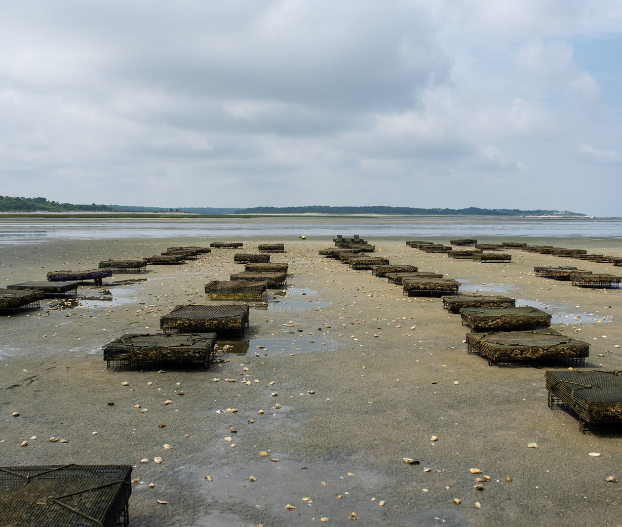 Paines Creek Oysters from Brewster, MA