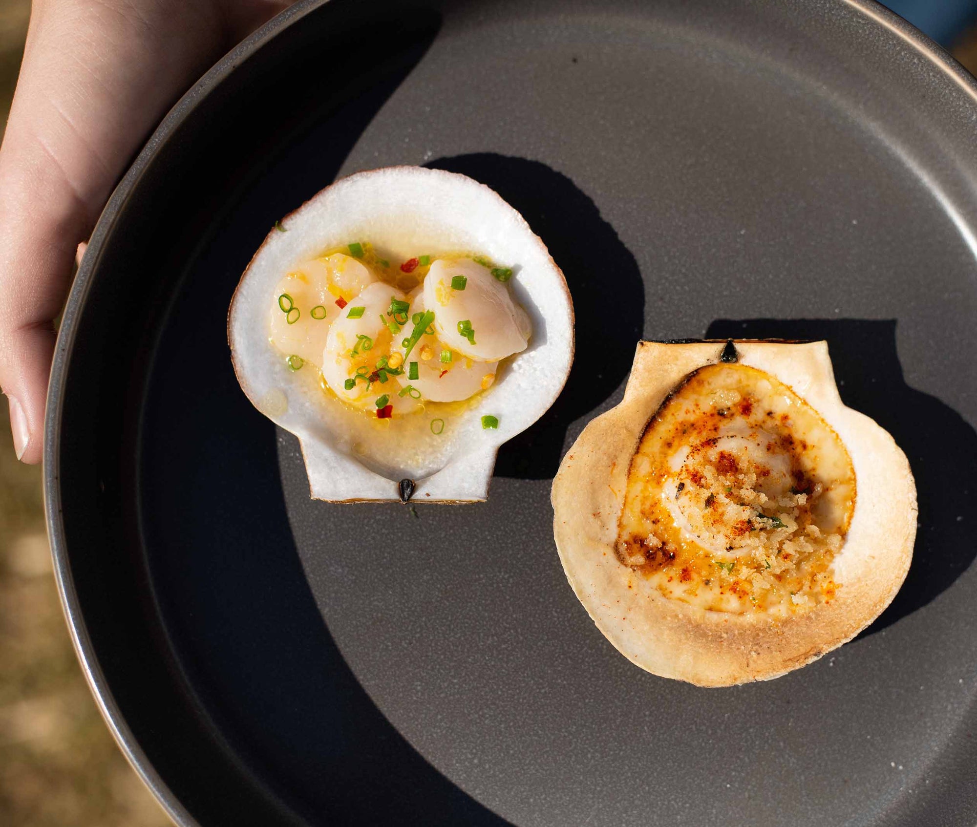 Live Sea Scallops from Penobscot Bay, ME