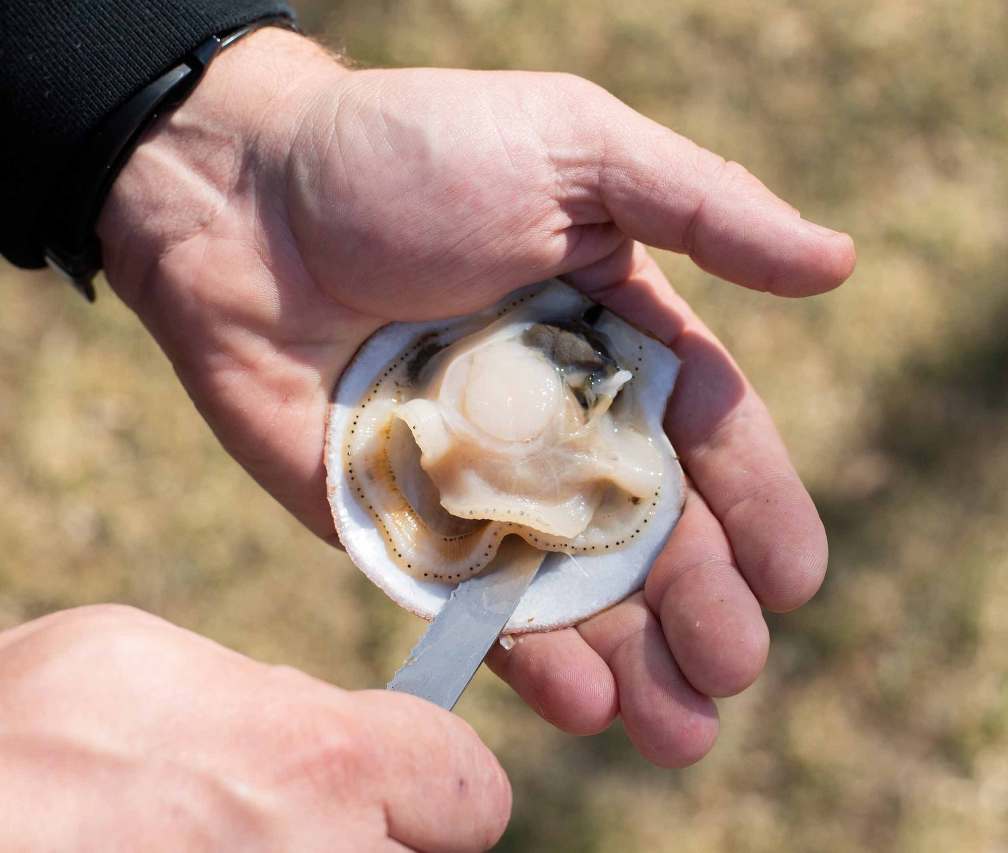 Live Sea Scallops from Penobscot Bay, ME