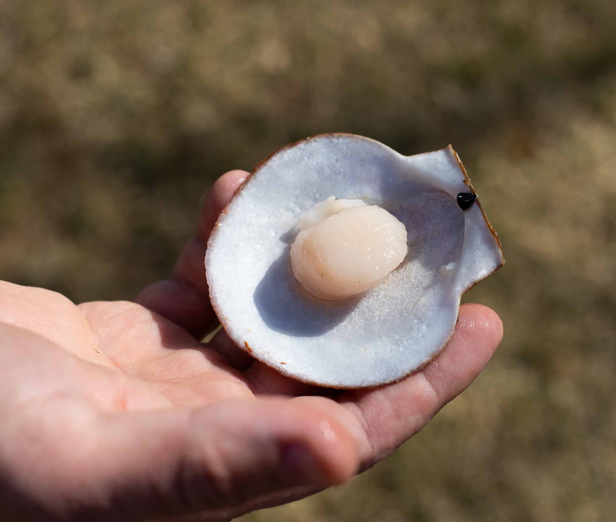 Live Sea Scallops from Penobscot Bay, ME