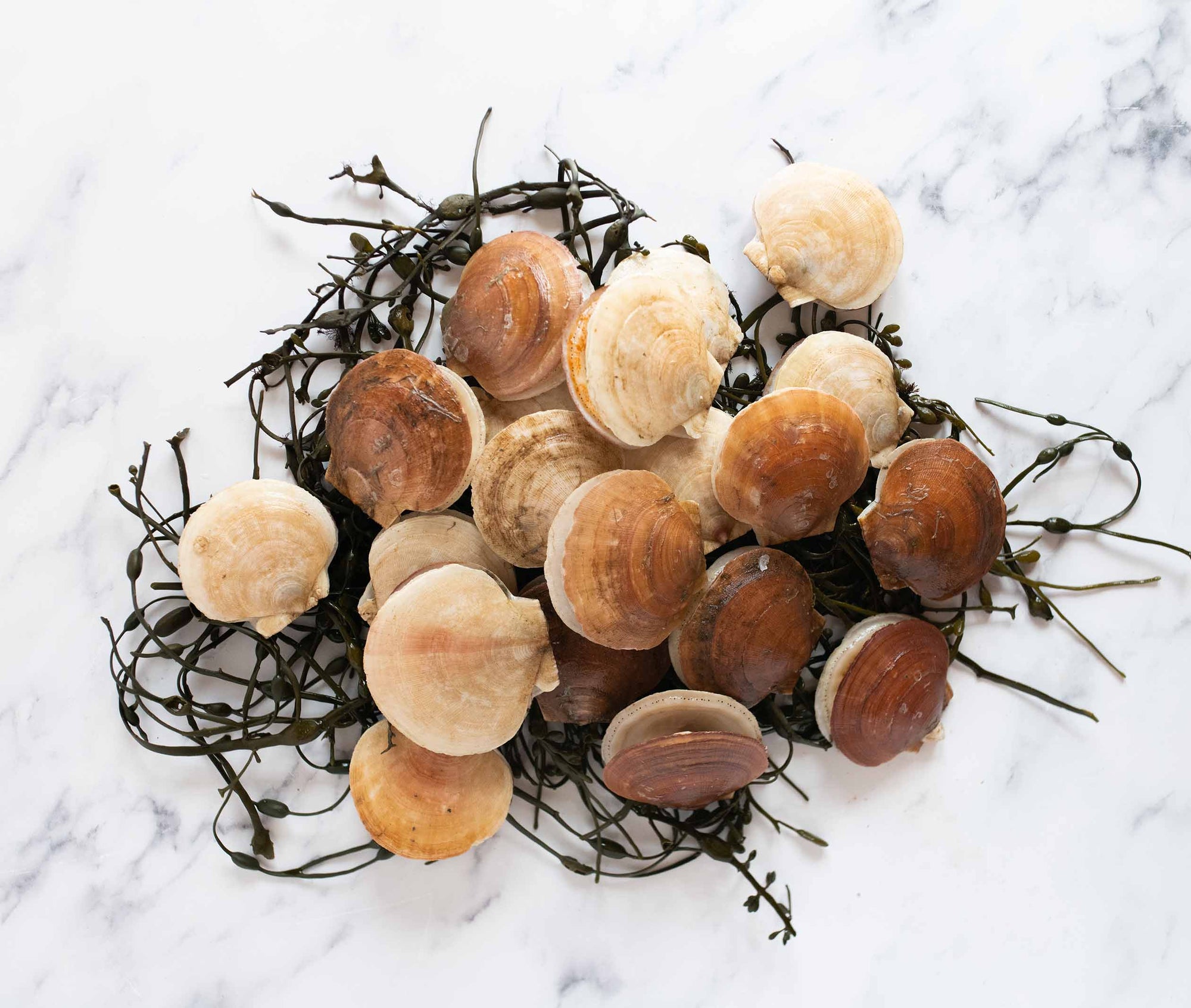 Live Sea Scallops from Penobscot Bay, ME