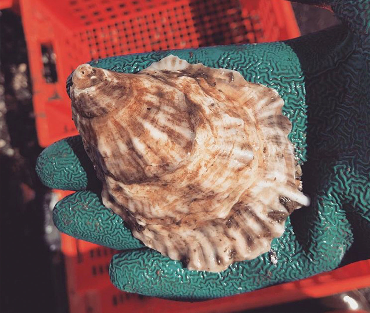 Mere Point Oysters from Brunswick, Maine