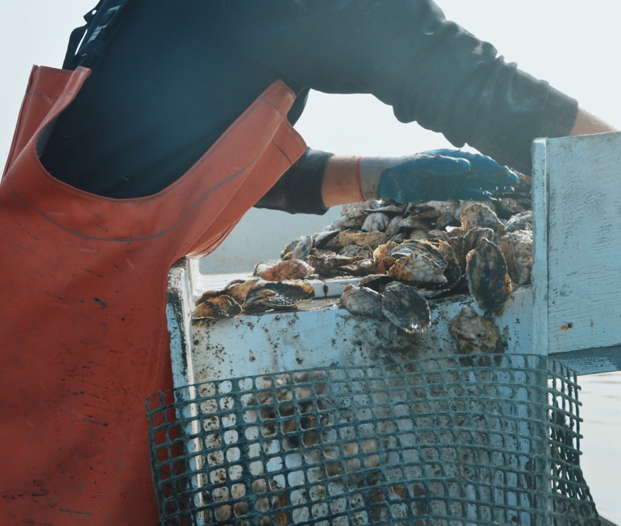 Mere Point Oysters from Brunswick, Maine