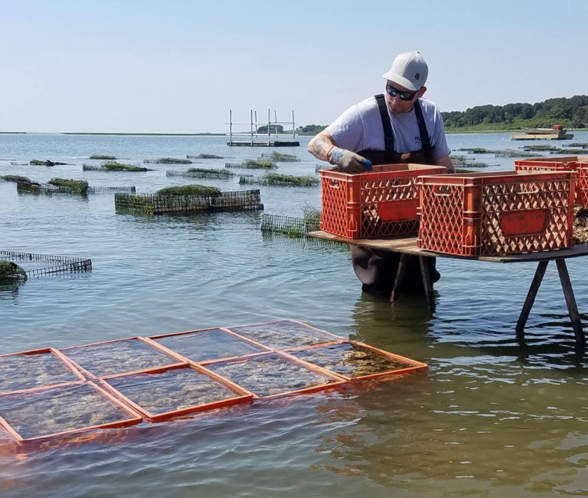 Pleasant Bay Oysters from Orleans, MA