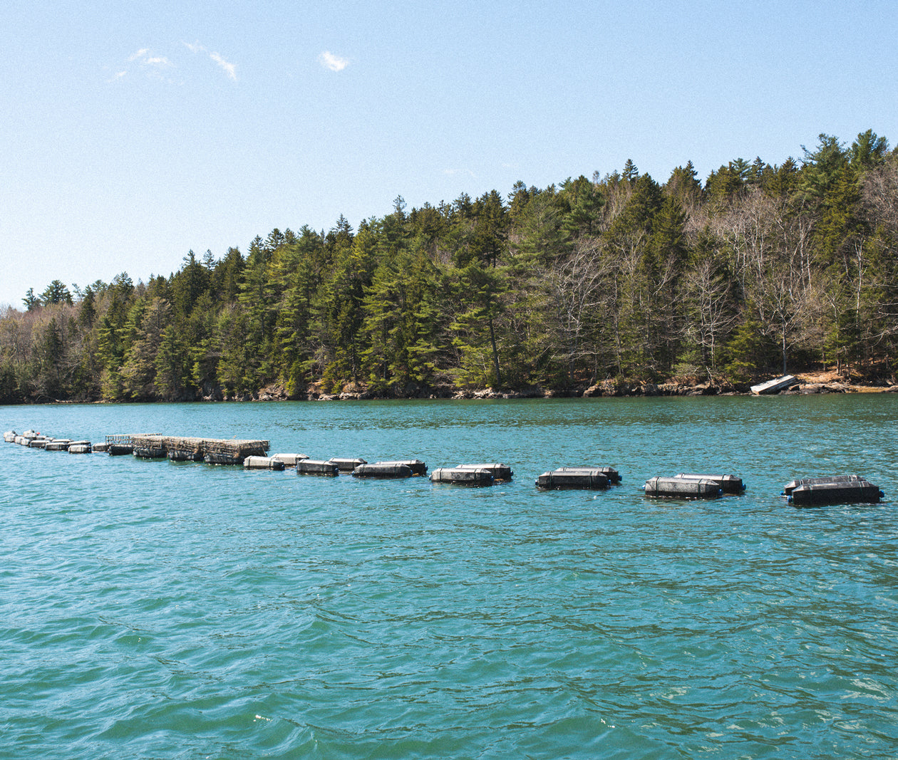 Winnegance Oysters from West Bath, ME