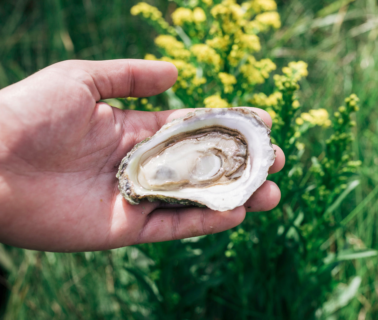 Sand Dune Oysters from Prince Edward Island, CAN